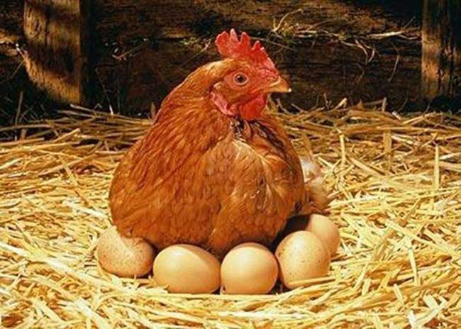 Which Came First, The Chicken Or The Egg? Finally Answered! - Biegya Nation